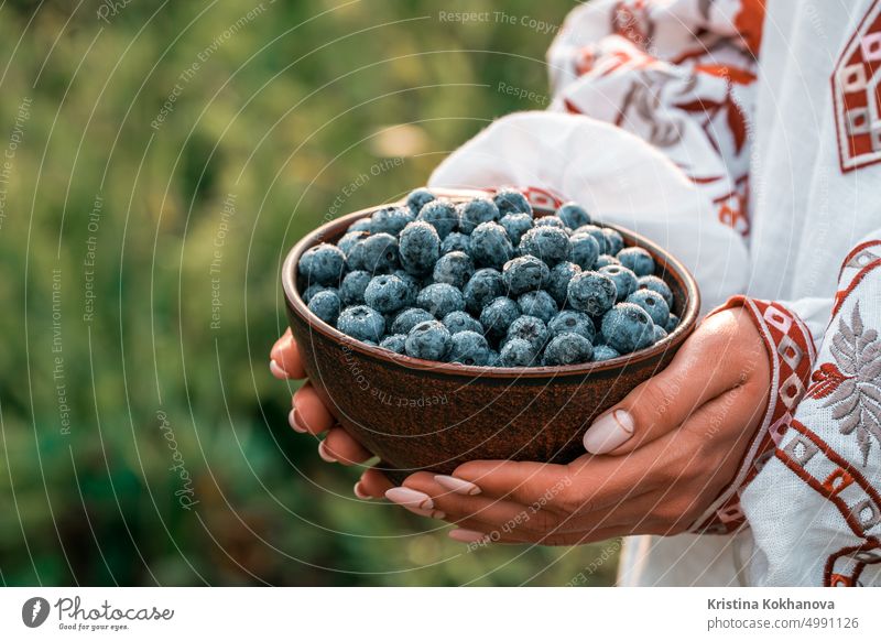 Ukrainische Frau in Stickerei vyshyvanka Shirt hält Heidelbeeren auf Garten Hintergrund. Reiche Brombeerernte. Frische reife Bio-Beeren - große Heidelbeere Pflanze.