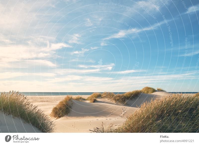 Dänischer Nordseestrand an der Jammerbucht Sonnenschein Sand Gras Düne Strandhafer Küste Landschaft Dünengras Natur Außenaufnahme Meer Menschenleer