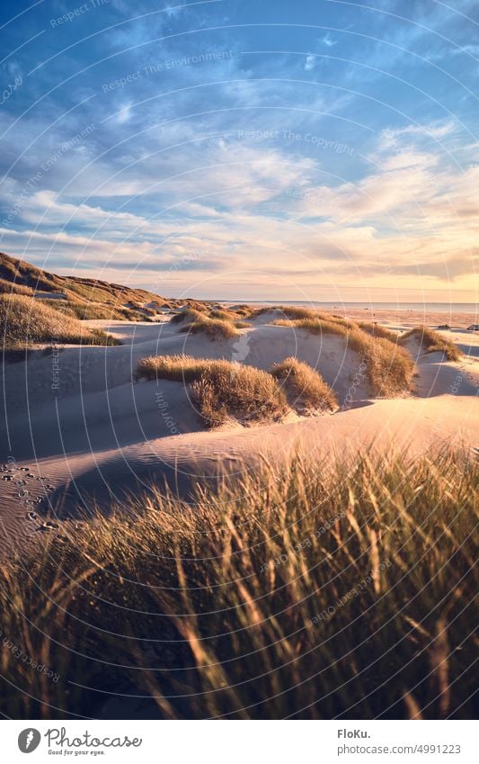 Nordseedünen in der Abendsonne Sonnenschein Sand Gras Düne Strandhafer Küste Landschaft Dünengras Natur Außenaufnahme Meer Menschenleer Ferien & Urlaub & Reisen