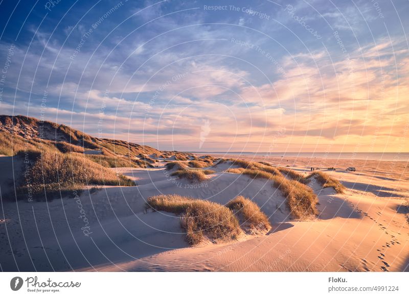 Dünen der Jammerbucht in der Abendsonne Sonnenschein Nordsee Sand Gras Strandhafer Küste Landschaft Dünengras Natur Außenaufnahme Meer Menschenleer