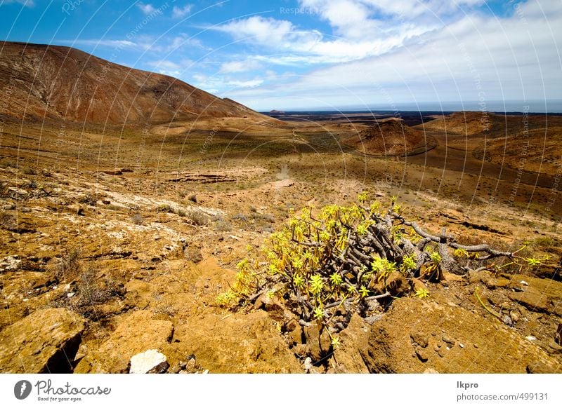 timanfaya Ferien & Urlaub & Reisen Tourismus Ausflug Abenteuer Sommer Insel Berge u. Gebirge Natur Landschaft Pflanze Sand Himmel Wolken Blume Park Hügel Felsen