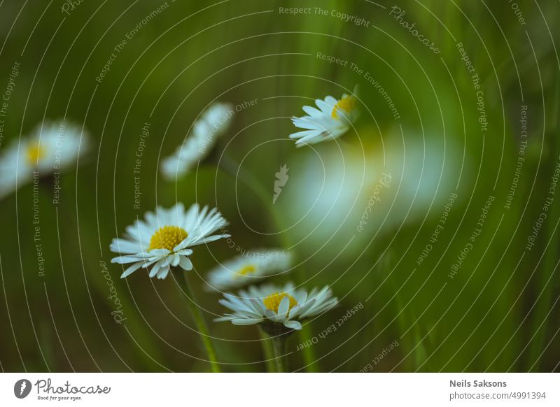 weiße Gänseblümchen auf grünem Hintergrund. Gänseblümchen Blume auf grüner Wiese. Schöne Wiese im Frühling voller blühender Gänseblümchen mit weißer gelber Blüte