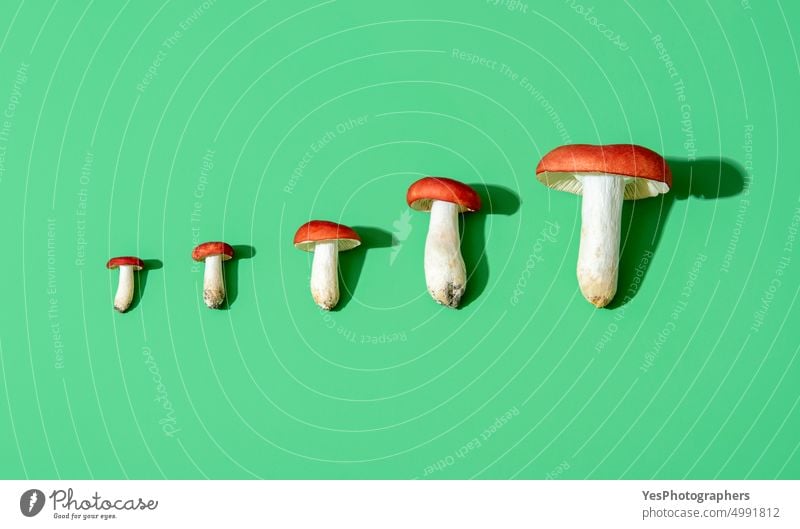 Essbare Wildpilze unterschiedlicher Größe auf grünem Hintergrund, Ansicht von oben Herbst hell Verschlussdeckel Farbe Konzept Küche lecker essbar Europäer