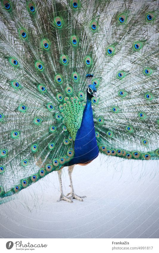 Pfau Vorderseite Tierwelt Vogel Natur Federn Gefieder Schönheit prachtvoll Stolz Männchen Balzen Angeber blau Eleganz elegant Pfauenfeder eitel Eitelkeit