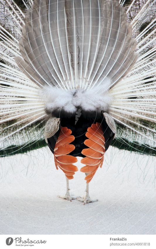 Pfau Rückseite Vogel Tier Tierwelt Pfauenfeder Kehrseite Schönheit schön Stolz Tierporträt ästhetisch Brunft Balz eitel Eitelkeit elegant Eleganz Feder Federn