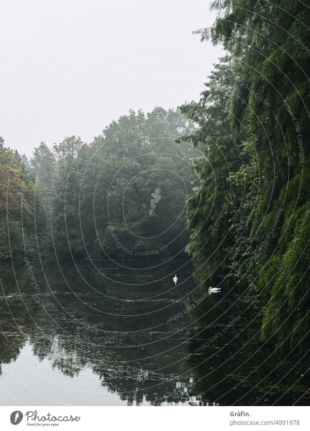 [HH Unnamed Road] Kitschiges Postkartenmotiv - Schwäne auf See im Regen Schwan Natur regnerisch schlechtes Wetter Außenaufnahme Wasser nass Regentropfen Tag