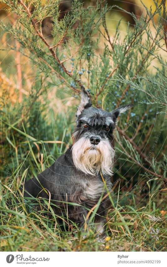 Zwergschnauzer Hund Oder Zwergschnauzer Lustig Sitzen Draußen Im Sommer Grünes Gras Tier schön schwarz züchten niedlich heimisch freundlich lustiger Hund grau