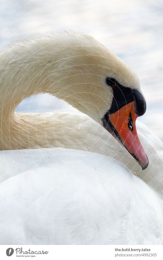 weißer Schwan in Nahaufnahme orange Tier Vogel Schnabel Feder Hals Kopf Wasser schön elegant Außenaufnahme Natur Farbfoto