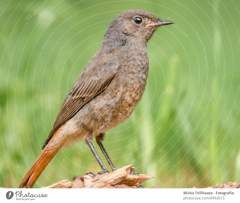 Hausrotschwanz auf der Wiese Phoenicurus ochruros Rotschwanz Tiergesicht Kopf Schnabel Auge Federn Gefieder Flügel Beine Krallen Gras Vogel Wildvogel Natur