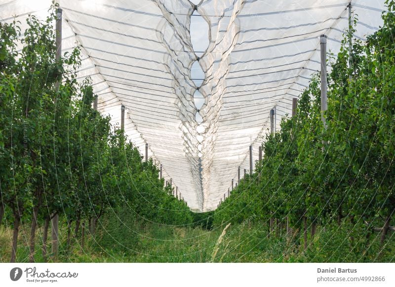 Hagelnetz über Apfelbäumen Frucht Apfelgarten Ackerbau Landwirtschaft grün Baum Bodenbearbeitung Obstgarten Gartenarbeit Inszenierung saisonbedingt ländlich