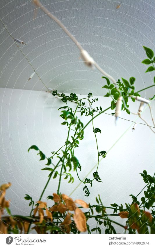 Rankenpflanze und Lichterkette menschenleer natur strauch textfreiraum tiefenschärfe zweig ranke rankenpflanze wintergarten wand decke lichterkette beleuchtung