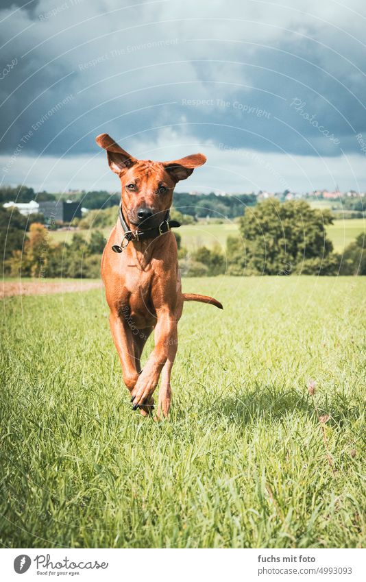 Ridgeback rennt über ein Feld. Brauner Jagdhund Hund Tier Haustier Tierporträt Farbfoto Außenaufnahme braun Gassi gehen Wald Spaziergang Säugetier Natur