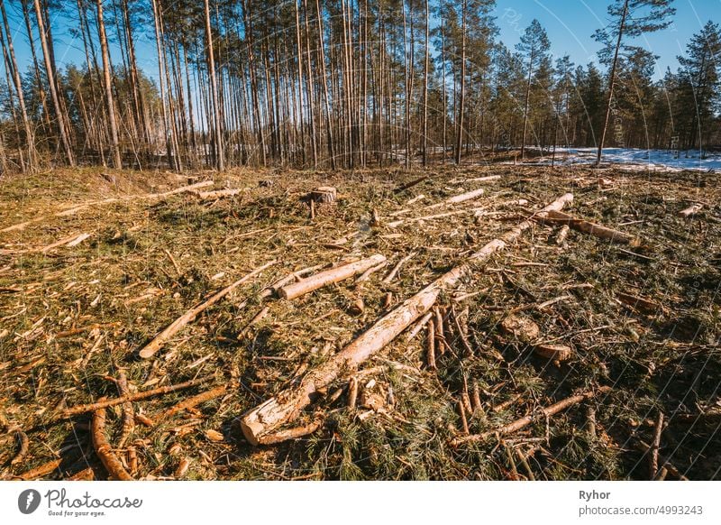 Gefallene Baumstämme in Abholzung Bereich. Kiefer Wald Landschaft in sonnigen Frühlingstag. Grüner Wald Abforstung Bereich Landschaft Gegend geschnitten