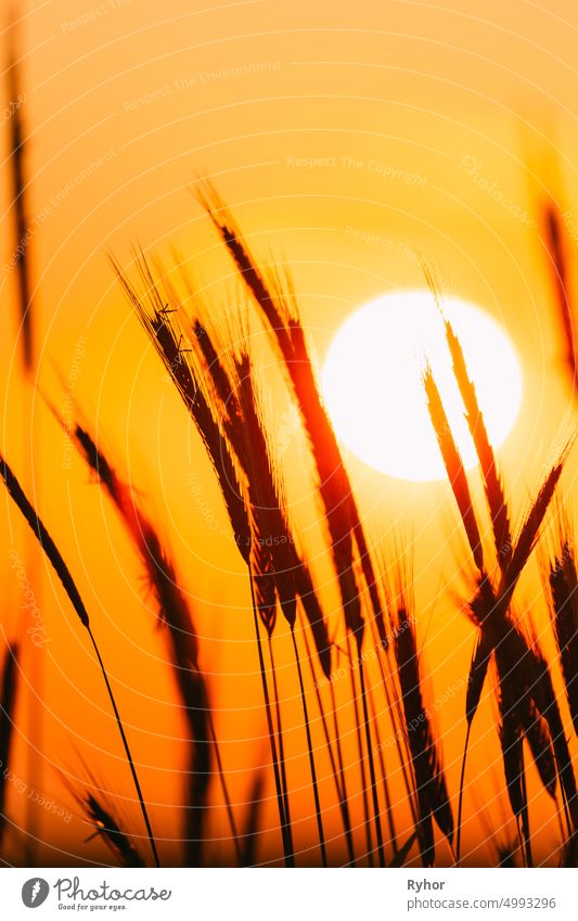 Summer Sun Shining Through Young Yellow Wheat Sprouts. Weizenfeld im Sonnenuntergang Sonnenaufgang Sonne Ackerbau Hintergrundbeleuchtung Gerste schön schwarz