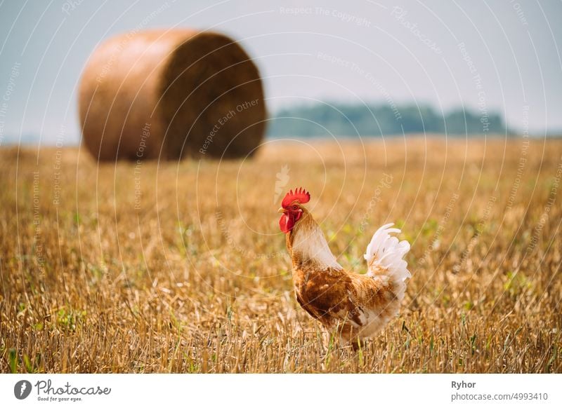 Braunes rotes Huhn Hahn Henne Wandern in Stroh Feld Ackerbau Tier schön Vogel züchten braun Küken Hähnchen Landschaft heimisch Europa Bauernhof Feder Geflügel