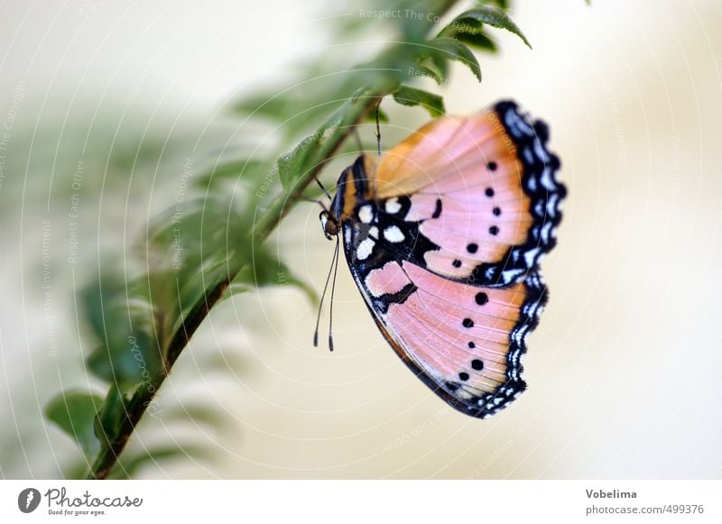 Schmetterling Tier 1 hängen braun mehrfarbig grün rosa schwarz weiß tagfalter Insekt pflanze Farbfoto Makroaufnahme Textfreiraum rechts Tag