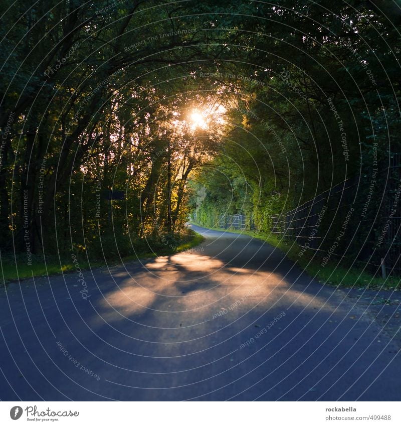 Lichtblick Natur Sonnenaufgang Sonnenuntergang Sonnenlicht Herbst Baum Straße Wärme Hoffnung Farbfoto Außenaufnahme Abend Gegenlicht Zentralperspektive