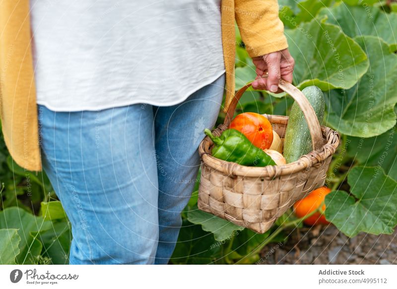 Bäuerin bei der Ernte von reifem Gemüse Frau Landwirt Pflanze Korb Ackerbau pflücken Sommer Bauernhof Lebensmitte Agronomie Schonung Saison Job Gärtner