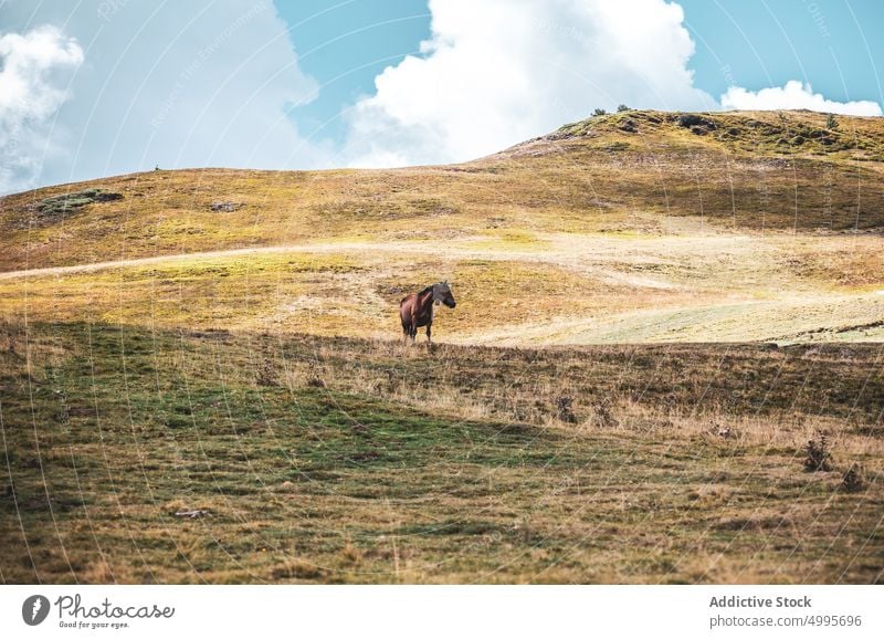 Weidendes Pferd auf einem grasbewachsenen Berghang in Spanien Hügel Natur Tier Berge u. Gebirge weiden pferdeähnlich Lebensraum Hochland Bargeld Hügelseite Tal