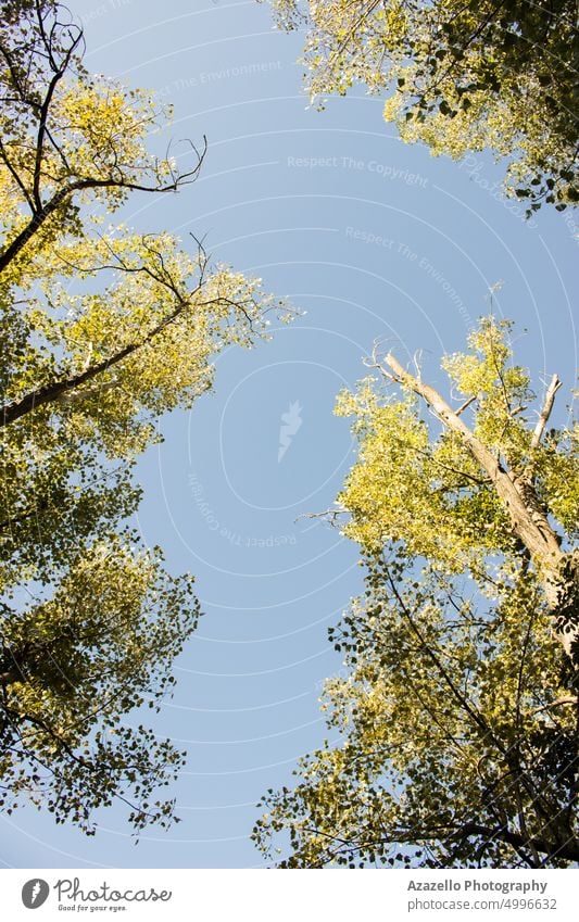 Bodenansicht einer Baumkrone im Herbst. gegen Kunst Hintergrund schön Schönheit Botanik Ast Windstille Ruhe Ökologie Umwelt fallen Bildende Kunst Flora geblümt