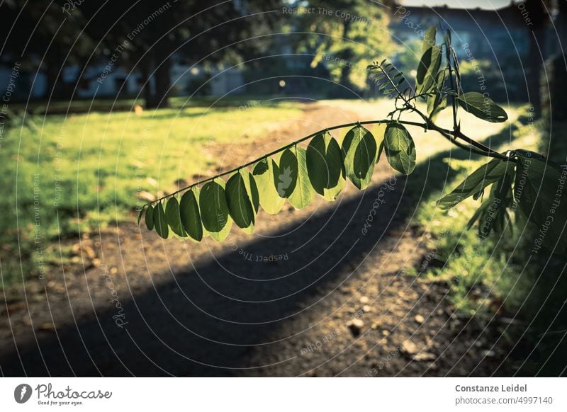 Reihe grüner Blätter im Gegenlicht Schatten Weg Bäume Herbst natürlich Laubwerk Blatt Park Perspektive Sonnenlicht Ast Zweig Schattenspiel sonnig braun Licht