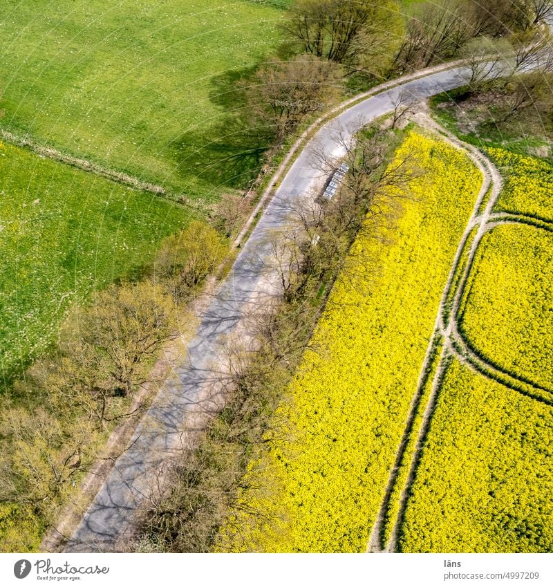 Rapsblüte von oben Rapsfeld Feld Blühend Landwirtschaft gelb Nutzpflanze Landschaft Drohnenansicht Frühling Rapsanbau Blühende Landschaften Farbfoto Straße