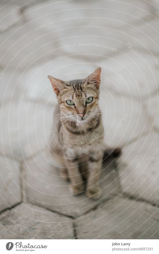 Streunende Katze Miau Irrläufer pspsps Tier niedlich Trend sich[Akk] benehmen Pfoten Wisker warten pelzig