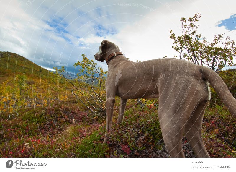 Tier I Jagdfieber Landschaft Pflanze Himmel Wolken Herbst Schönes Wetter Baum Sträucher Moos Wildpflanze Hügel Berge u. Gebirge Insel Senia Haustier Hund 1