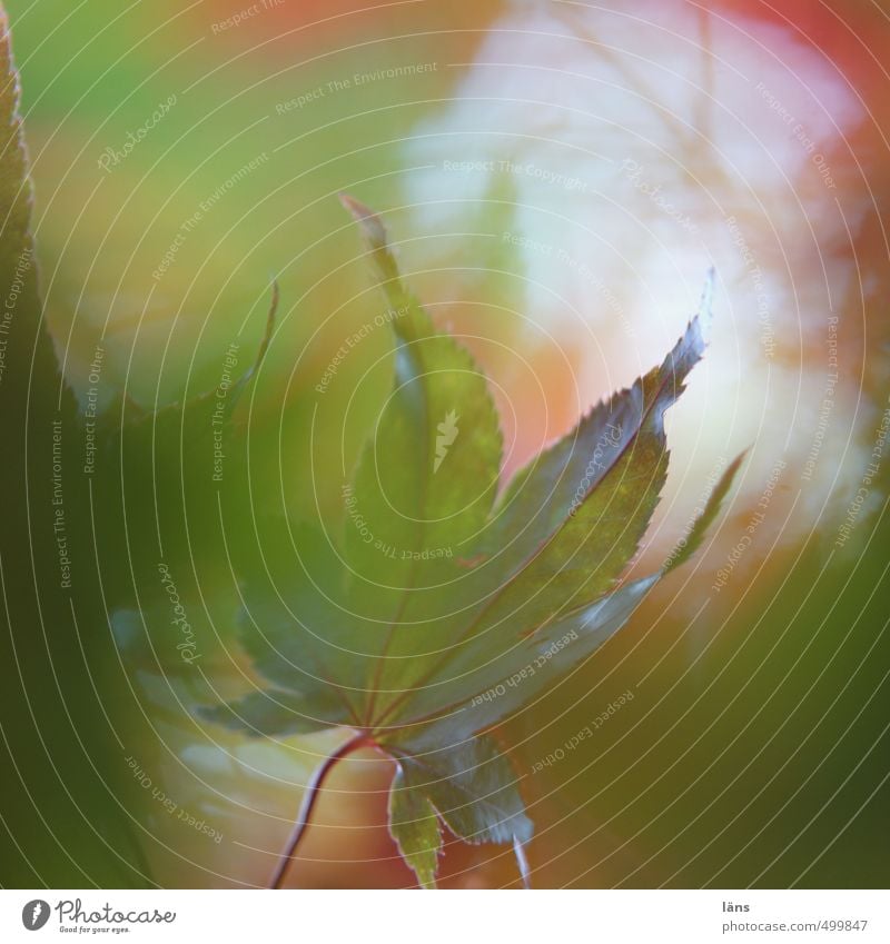 herbstgeflüster Blatt Herbst bunt Wandel Natur Veränderung