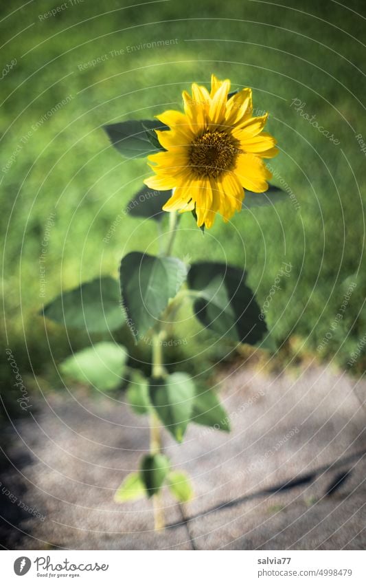 standhafte Sonnenblume Blume Natur Blüte Pflanze Sommer Blühend gelb grün Menschenleer schön Garten Unschärfe Steinplatten Schwache Tiefenschärfe Wachstum