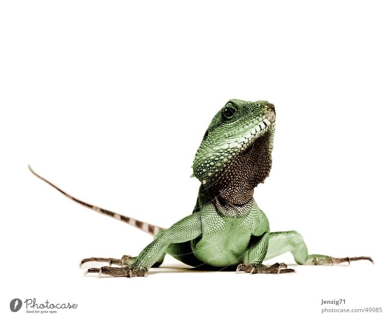 Poser. Echsen Agamen Wasseragame Reptil Leguane Echte Eidechsen waterdragon