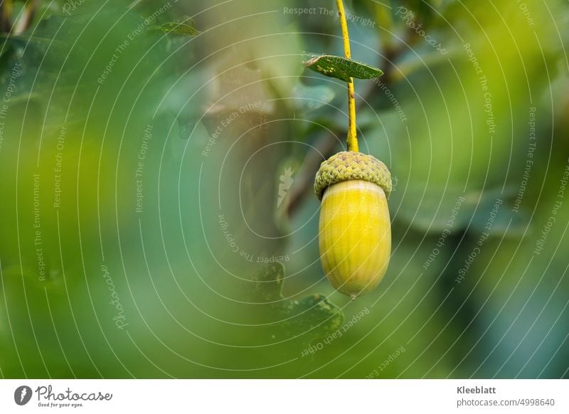 Eine Eichel am Baum Umwelt Natur Farbfoto Pflanze Blatt Eichenblatt Frucht Wildpflanze Eicheln Wald Detailaufnahme Schwache Tiefenschärfe Sonnenlicht herbstlich