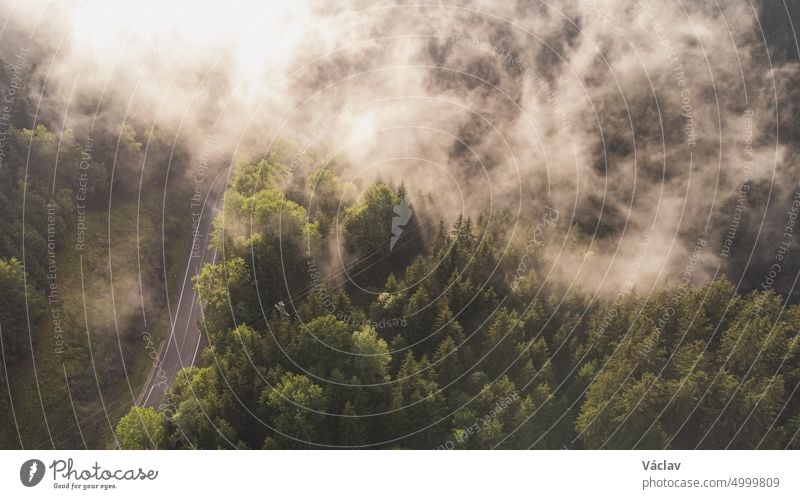 Blick auf die unberührte Natur von oben. Mischwald im Morgennebel und bei Sonnenaufgang. Die Lunge der Welt mit genügend Feuchtigkeit, um frischen Sauerstoff zu erzeugen