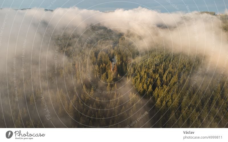 Blick auf die unberührte Natur von oben. Mischwald im Morgennebel und bei Sonnenaufgang. Die Lunge der Welt mit genügend Feuchtigkeit, um frischen Sauerstoff zu erzeugen