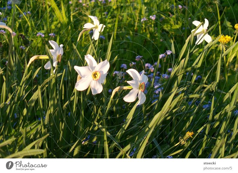 Osterglocken ? Gelbe Narzisse Pflanze Kleineutersdorf Natur