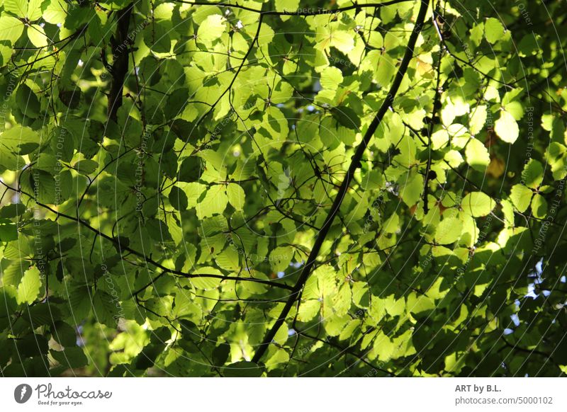 Aus dem Frühling grün grünes blatt blätter wald baum bäume zweig zweig ast äste stimmung frühling jahreszeit hintergrund Fototapete