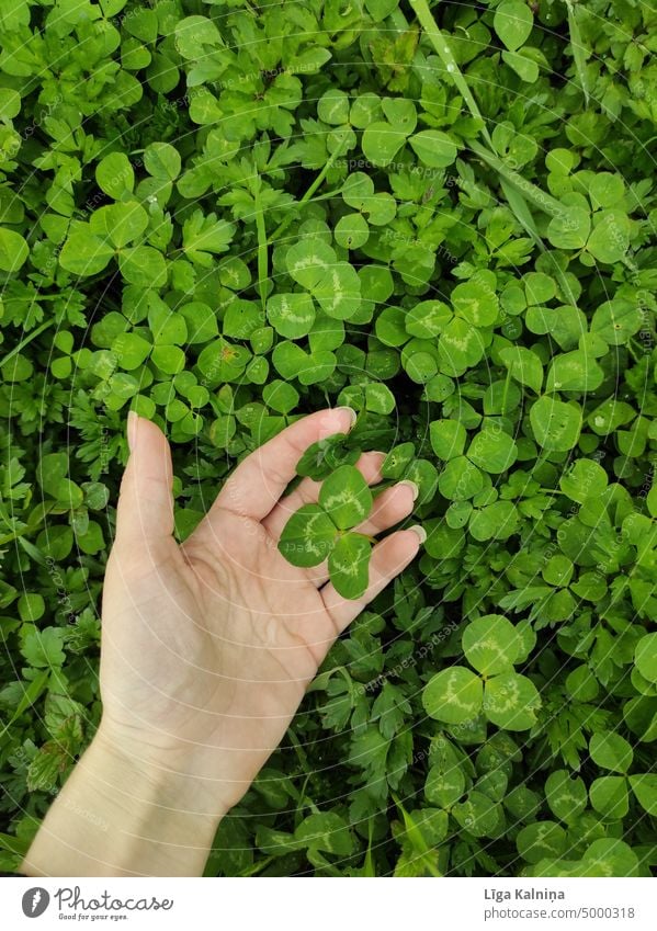 Hand hält Kleeblatt grün Glück Natur Pflanze Nahaufnahme Makroaufnahme Grünpflanze Detailaufnahme Wiese Blatt Glücksbringer Glücksklee Tag Farbfoto vierblättrig