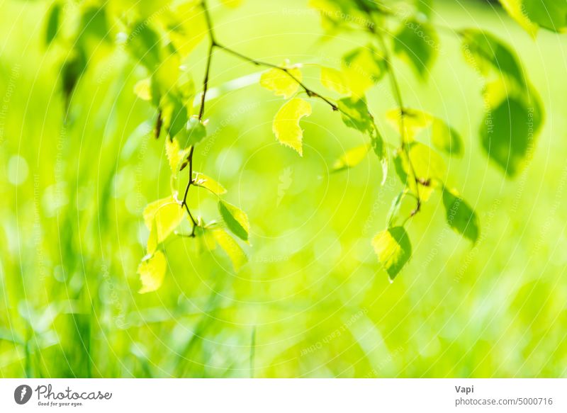 Grüne Blätter auf weichem grünen Gras Blatt Natur Park Frühling Landschaft frisch Hintergrund Sonnenlicht Laubwerk Baum Saison schön Sommer Wald Sonnenschein