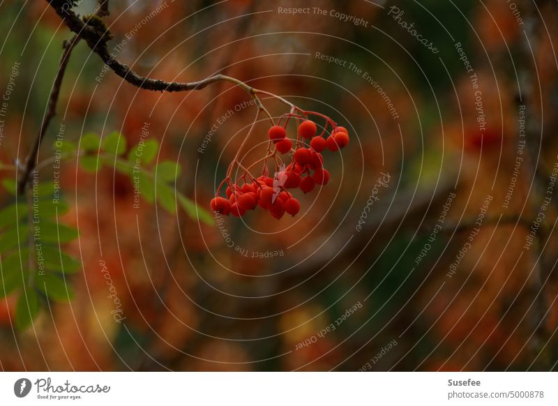 Rote Vogelbeeren an einem Zweig vor herbstlichem Hintergrund Baum Herbst Farbe Ast Beeren rot Natur Pflanze Blatt Garten Nahaufnahme