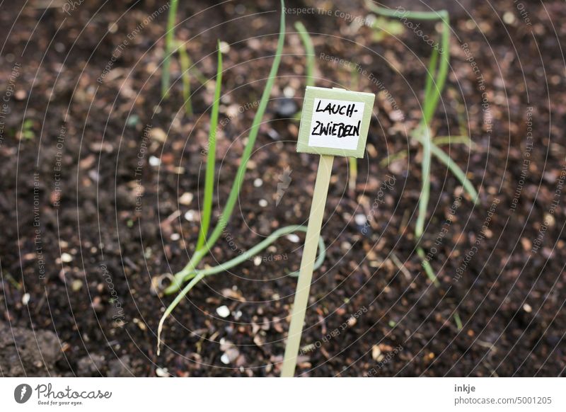 Lauchzwiebeln Farbfoto Außenaufnahme Garten Pflanze Gemüseanbau Ernte Gärtner Wachstum grün Lebensmittel Natur frisch natürlich organisch Gartenarbeit