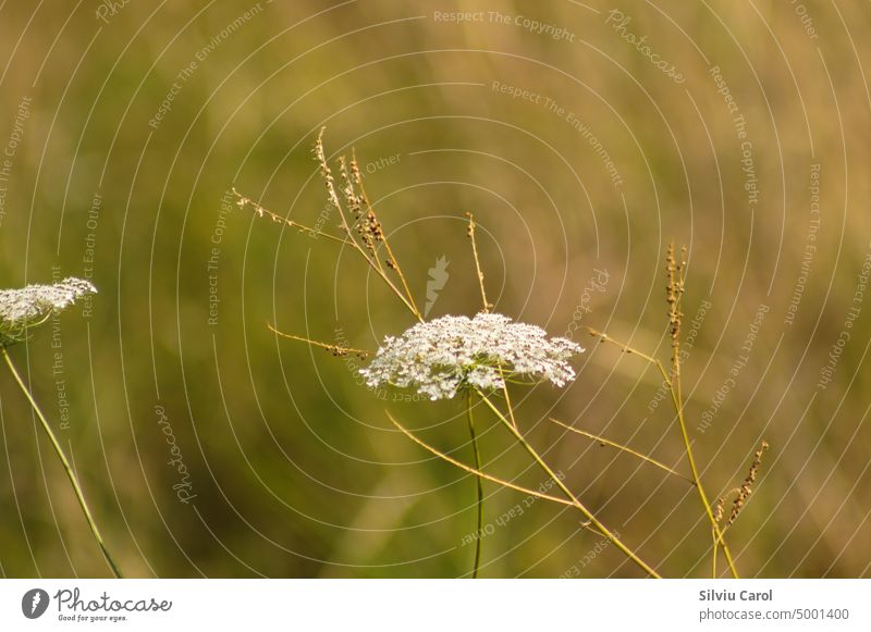 Nahaufnahme einer wilden Karottenblüte mit unscharfem Hintergrund Möhre Feld Spitze Blütezeit schließen Blume weiß Natur Königin geblümt Makro Sommer grün