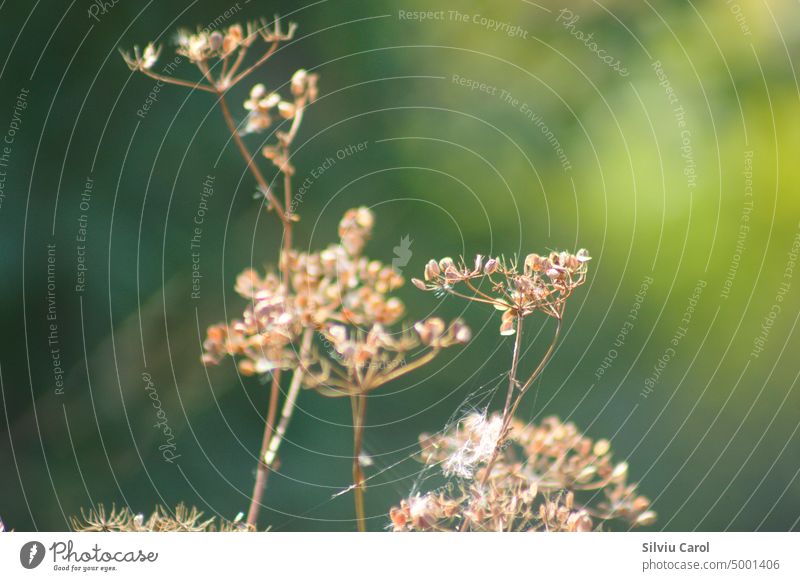 Nahaufnahme von braunen getrockneten wilden Karottensamen mit grünem unscharfem Hintergrund Feld gold Pflanze Flora Saison natürlich Wildpflanze Herbst Blume