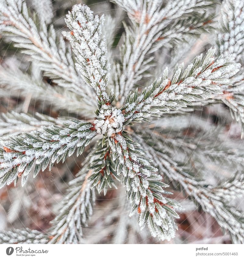 Schneetanne Tannenzweig Tannenbaum Winter Nahaufnahme Baum Weihnachten & Advent kalte jahreszeit Naturwunder grün Stimmung schneebedeckt braun