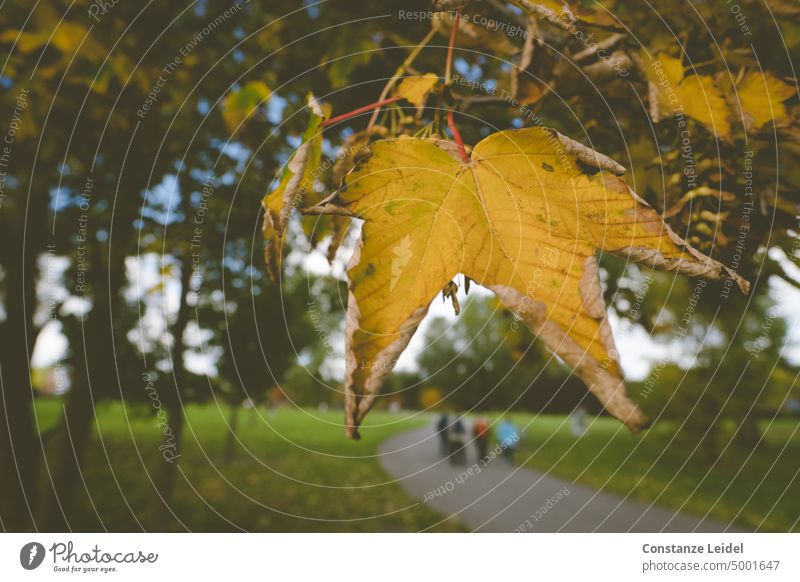 Gelbes, verwelktes Ahornblatt am Baum hängend mit Spaziergängern. Blatt gelb Herbst Jahreszeiten Natur herbstlich Herbstfärbung Herbstlaub Blätter Laub Laubwerk