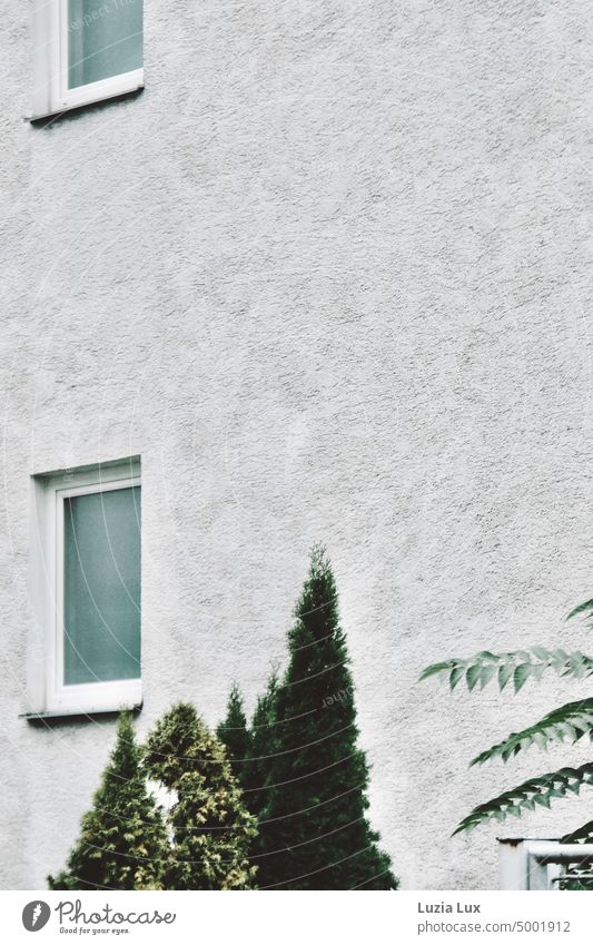 Hausfassade mit zwei Fenstern, davor verschiedenes Grün Hausecke Fassade grün Hecke Baum Tuja Götterbaum Gebäude Architektur Mauer Stadt grau trist urban