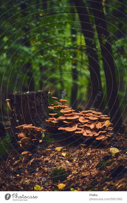 viele Pilze an altem Baumstumpf Herbst Natur Außenaufnahme Farbfoto Wald braun Nahaufnahme Tag Moos Schwache Tiefenschärfe Pflanze grün Umwelt natürlich frisch