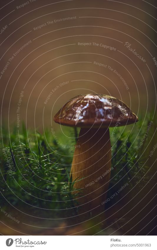 Marone auf Moosbedecktem Waldboden Maronen Maronenröhrling Braunkappe Herbst Natur Außenaufnahme Farbfoto Pilz braun Nahaufnahme Tag Schwache Tiefenschärfe