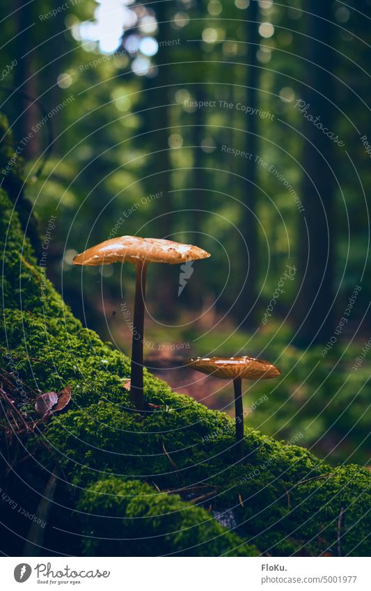 Pilzduo an bemoostem Baumstumpf Herbst Natur Außenaufnahme Farbfoto Wald braun Nahaufnahme Tag Moos Schwache Tiefenschärfe Pflanze grün Umwelt natürlich frisch