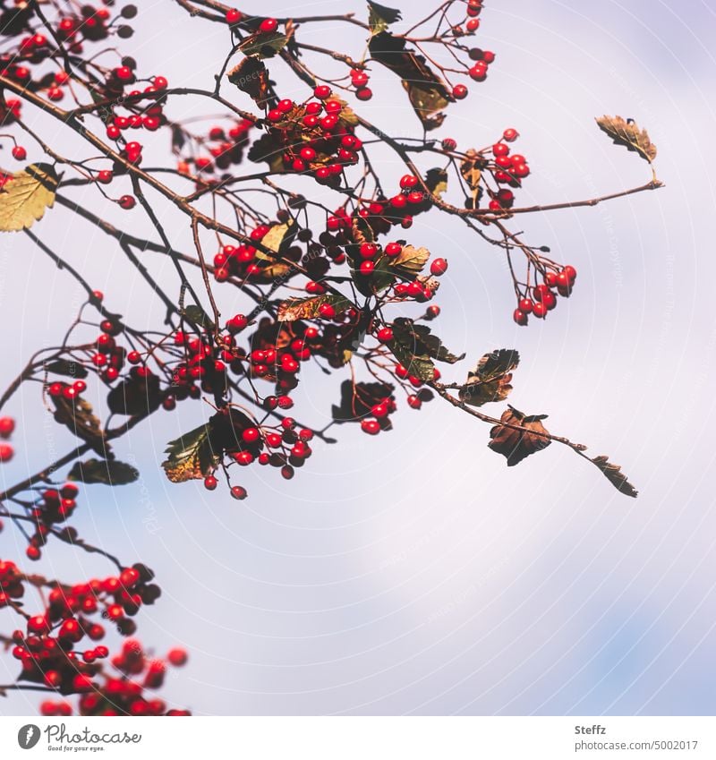 rote Herbstbeeren Beeren Weißdorn Weißdornbeeren rote Beeren rote Früchte Heilpflanze Vogelfutter herbstlich Farbtupfer tiefrot September Jahreszeiten