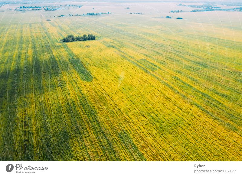 Luftaufnahme der landwirtschaftlichen Landschaft mit blühenden blühenden Raps, Ölsaat im Feld Wiese im Frühjahr. Blossom Of Canola Gelbe Blumen. Schöne ländliche Landschaft in der Vogelperspektive